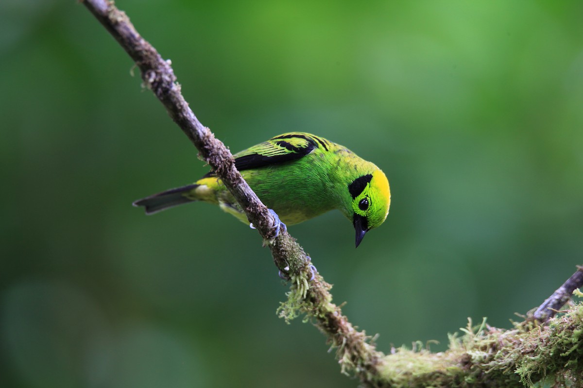 Emerald Tanager - Diane St-Jacques