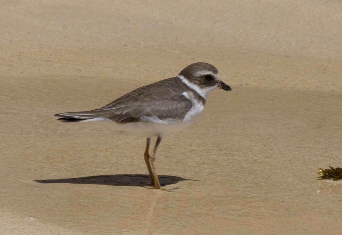 Semipalmated Plover - Phil Green