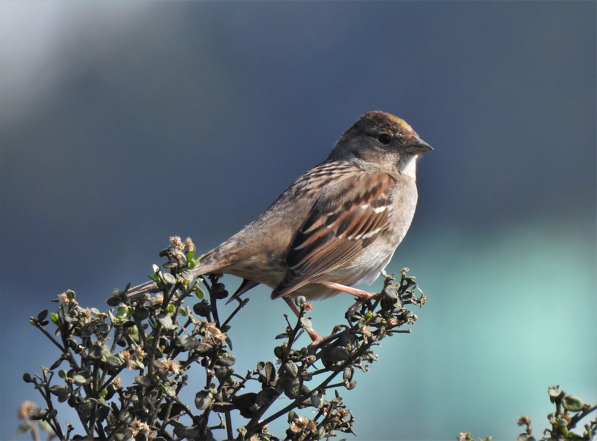 Golden-crowned Sparrow - Bill Pelletier