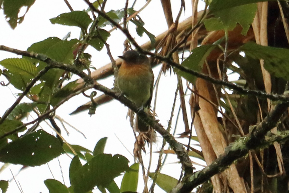 Rufous-breasted Flycatcher - ML138033801