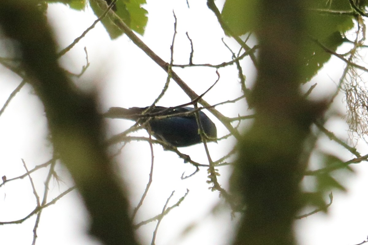 Blue-and-black Tanager - Alta Tanner