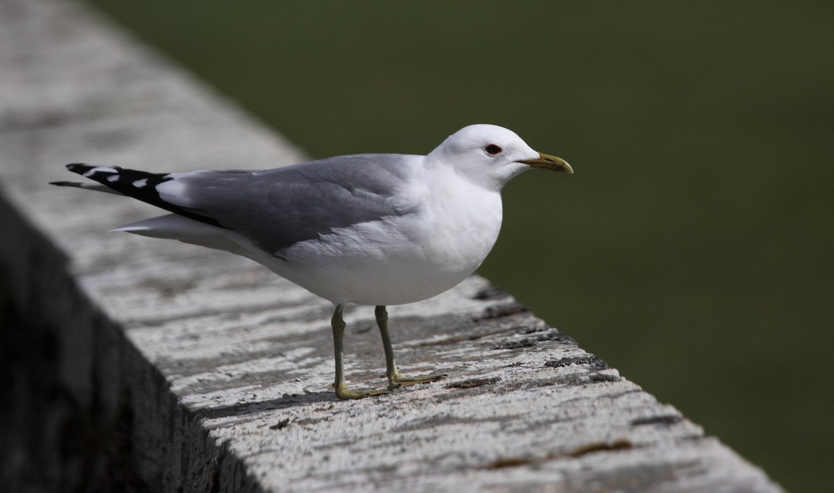Common Gull - Andrew Steele