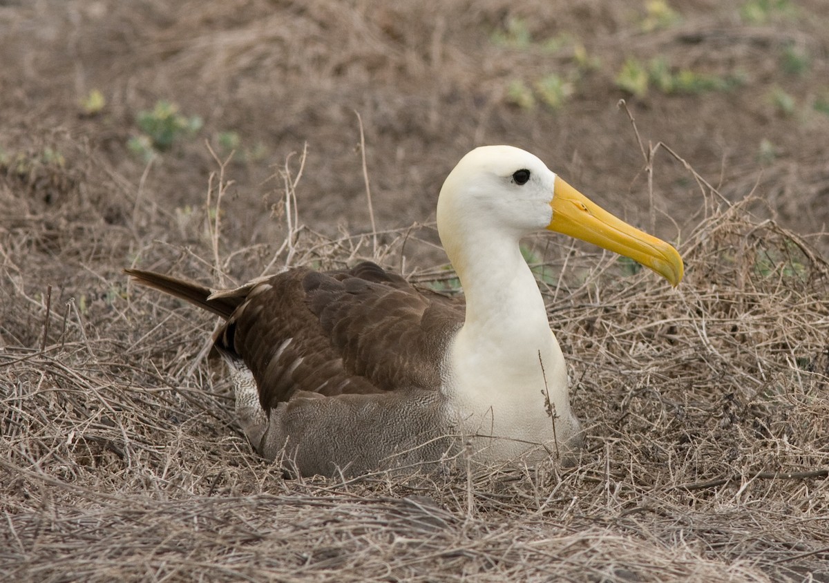 Waved Albatross - Phil Green