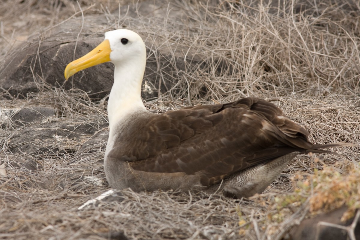 Waved Albatross - Phil Green