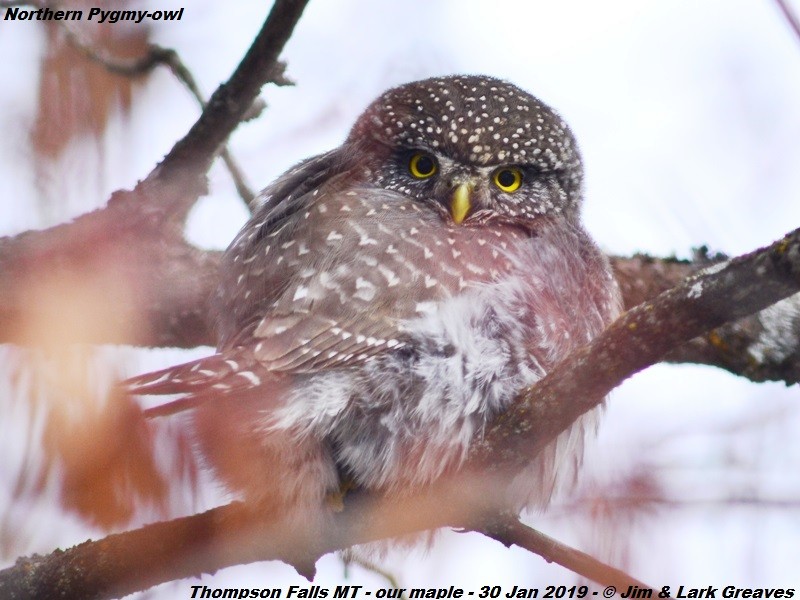 Northern Pygmy-Owl - Jim Greaves