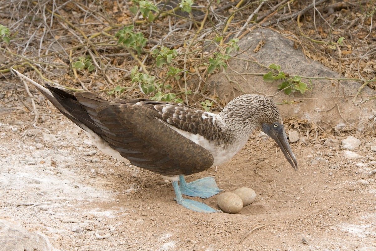 Blue-footed Booby - ML138038901