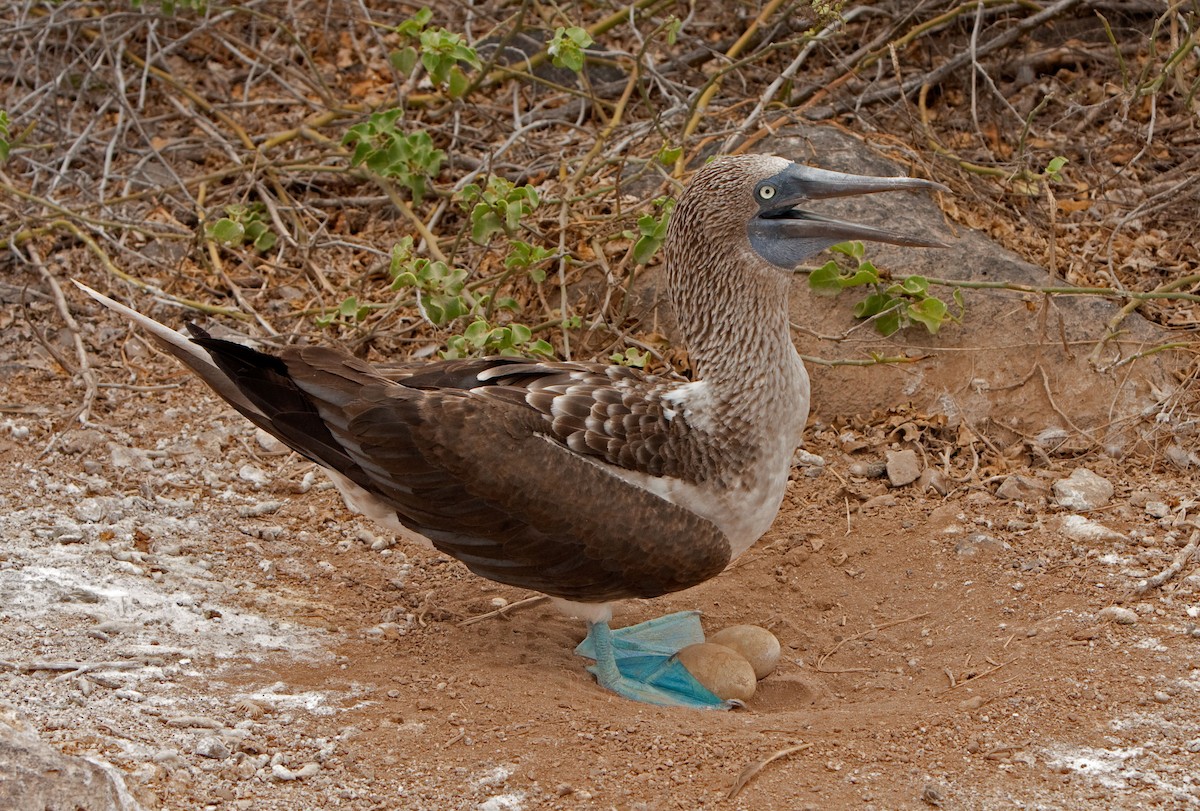 Blue-footed Booby - ML138039011