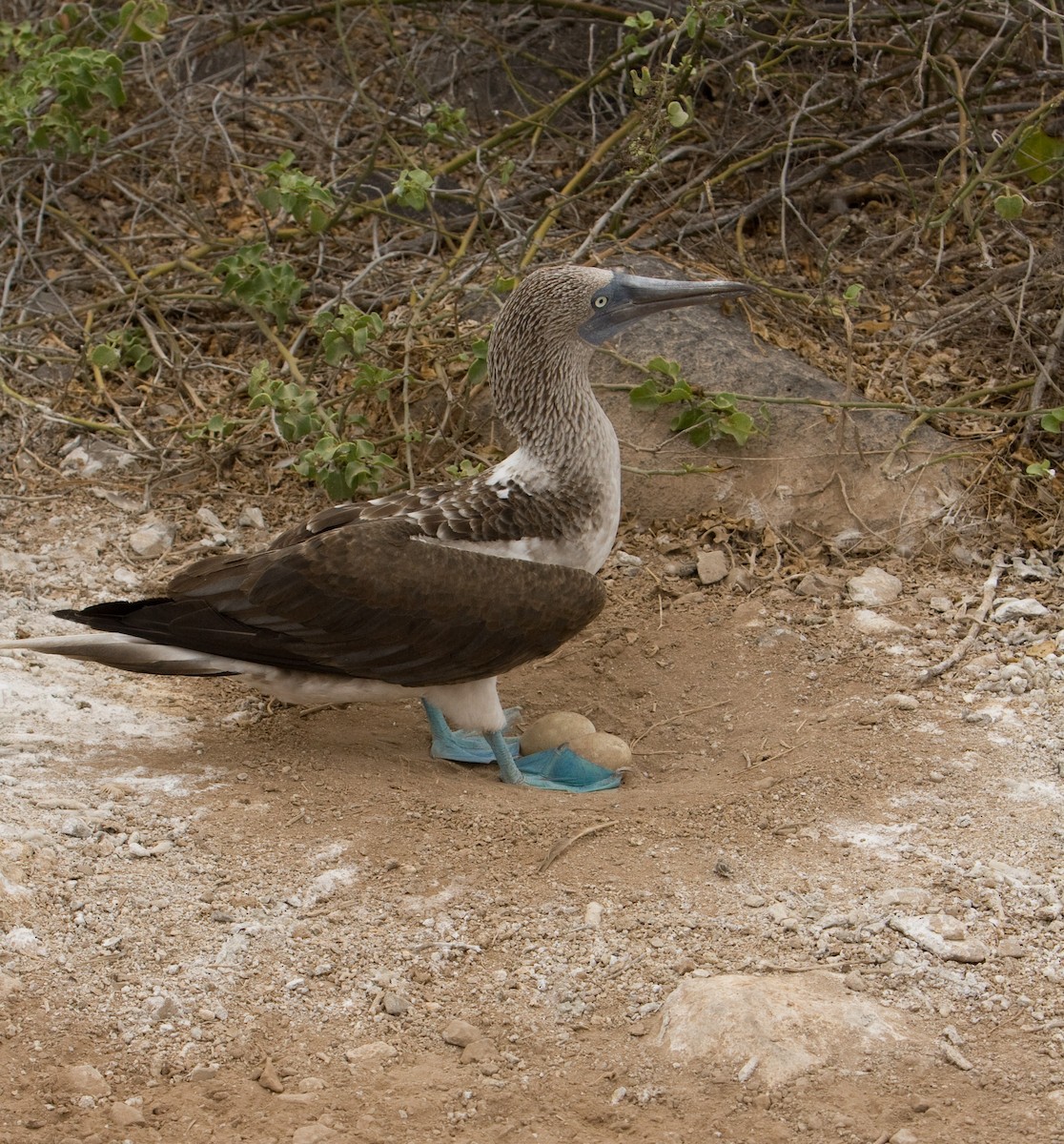 Blue-footed Booby - ML138039171