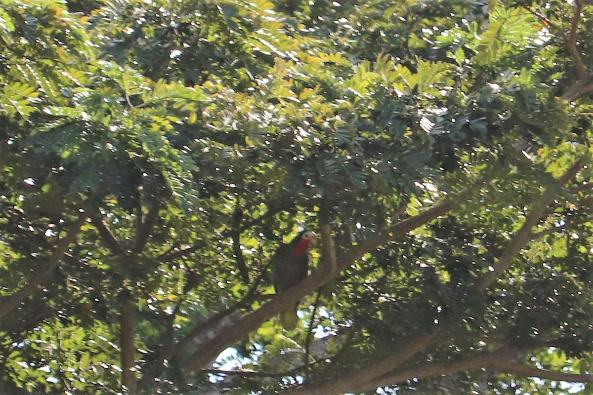 Cuban Parrot (Cuban) - ML138039331