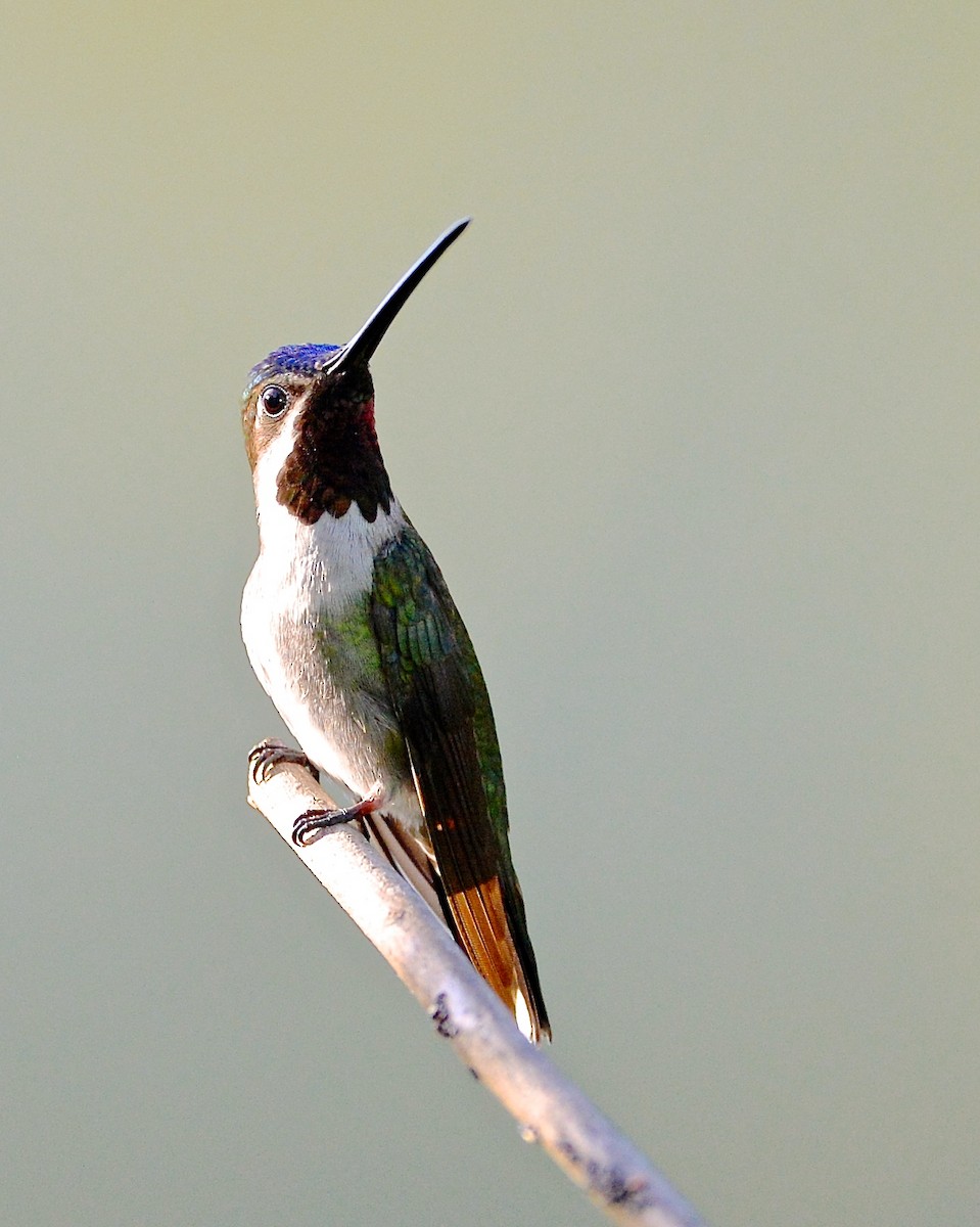 kolibřík hvězdohrdlý - ML138039731