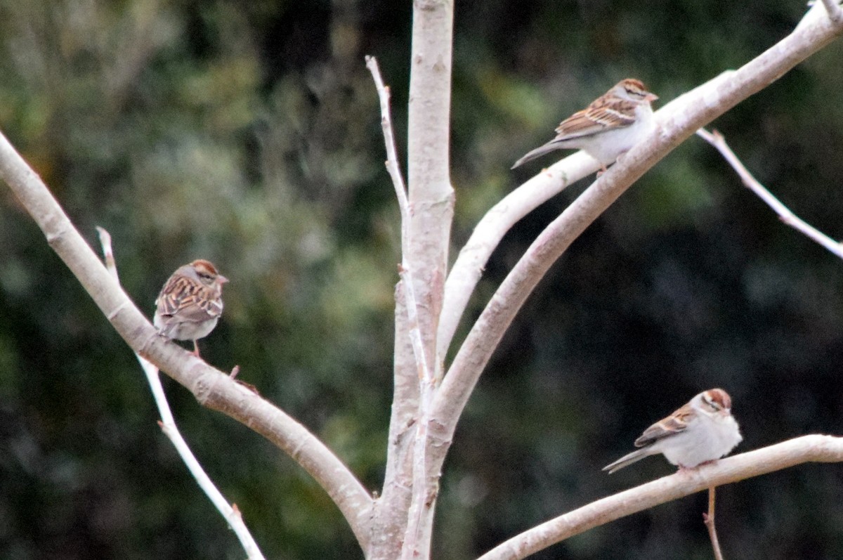 Chipping Sparrow - ML138041581