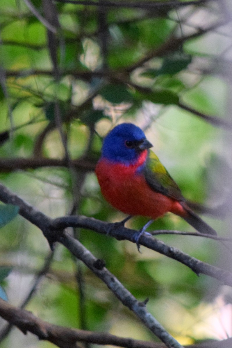 Painted Bunting - ML138044971