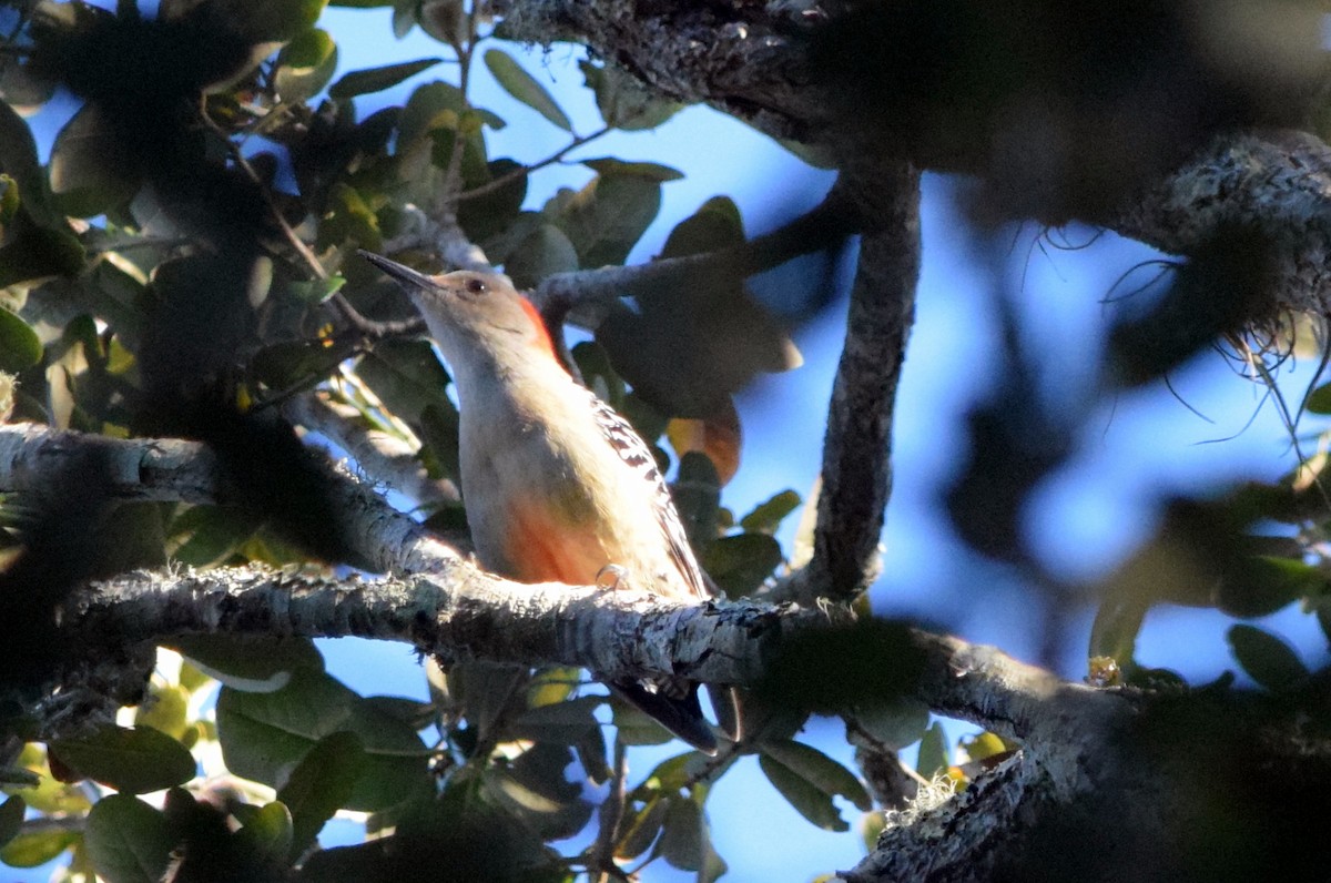 Red-bellied Woodpecker - ML138045471