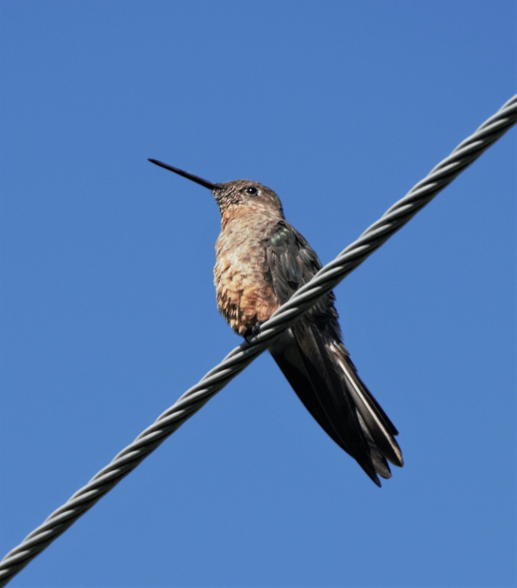 Giant Hummingbird - Sue Riffe