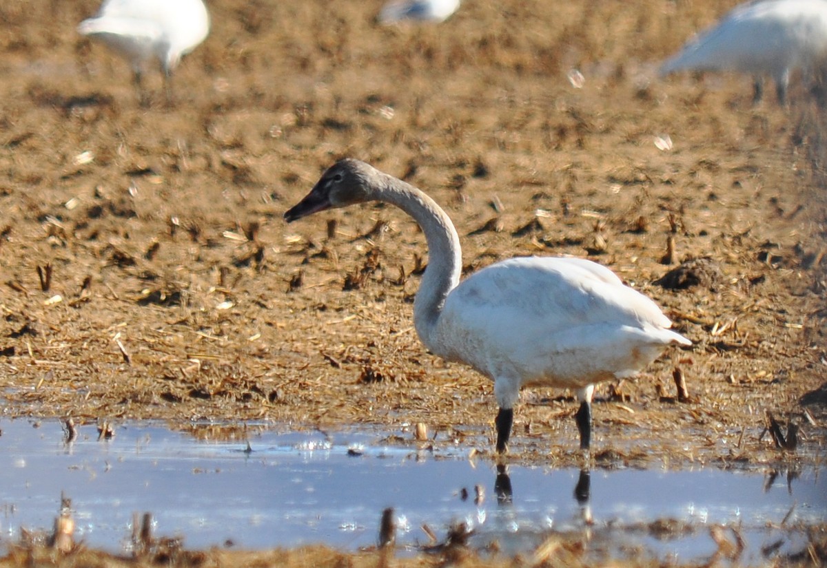 Tundra Swan (Whistling) - Ryan O'Donnell