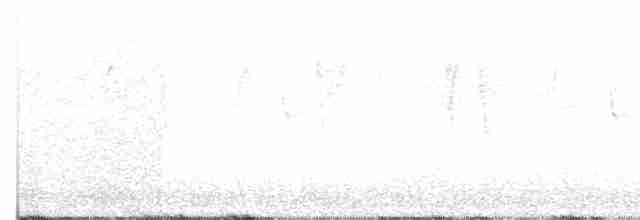 White-eared Hummingbird - ML138052511