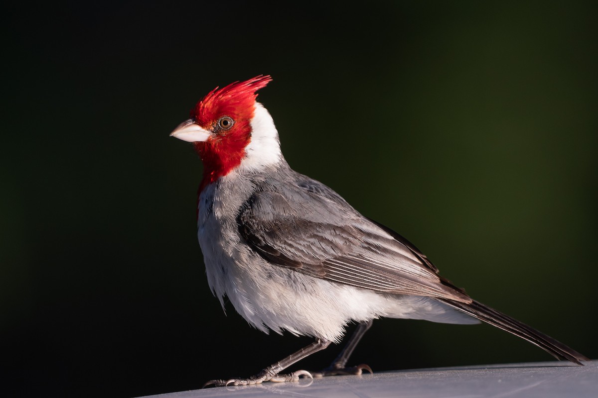 Red-crested Cardinal - Jason Dain