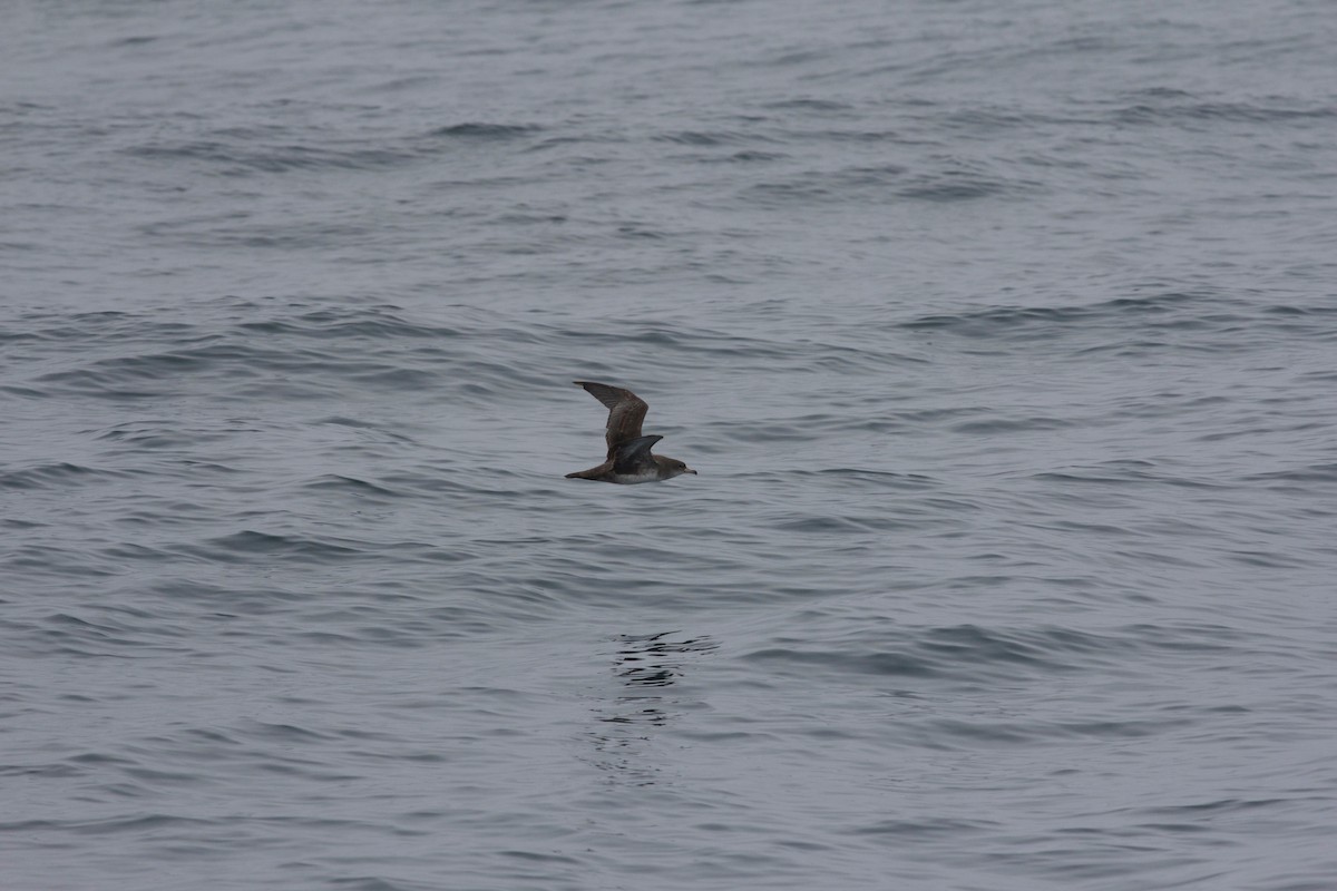 Pink-footed Shearwater - ML138058551