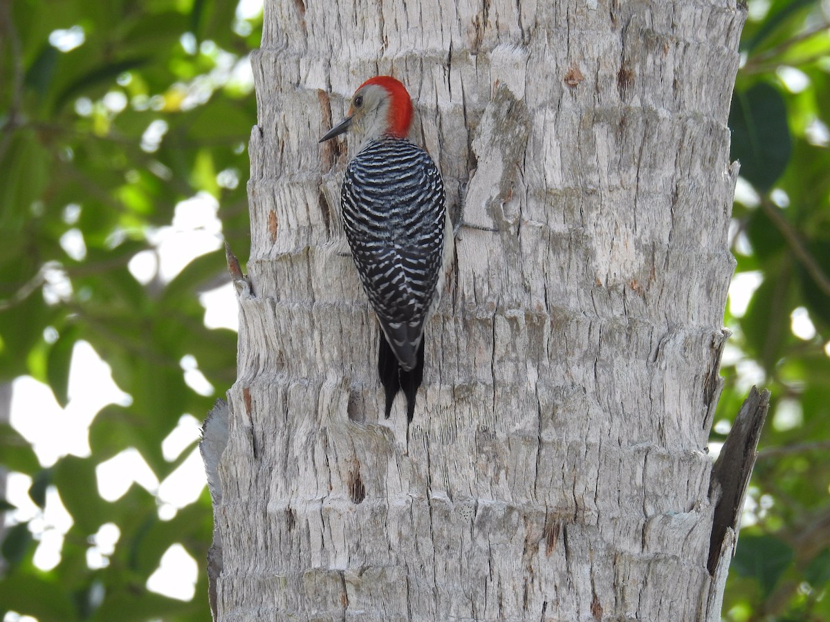 Red-bellied Woodpecker - ML138058791