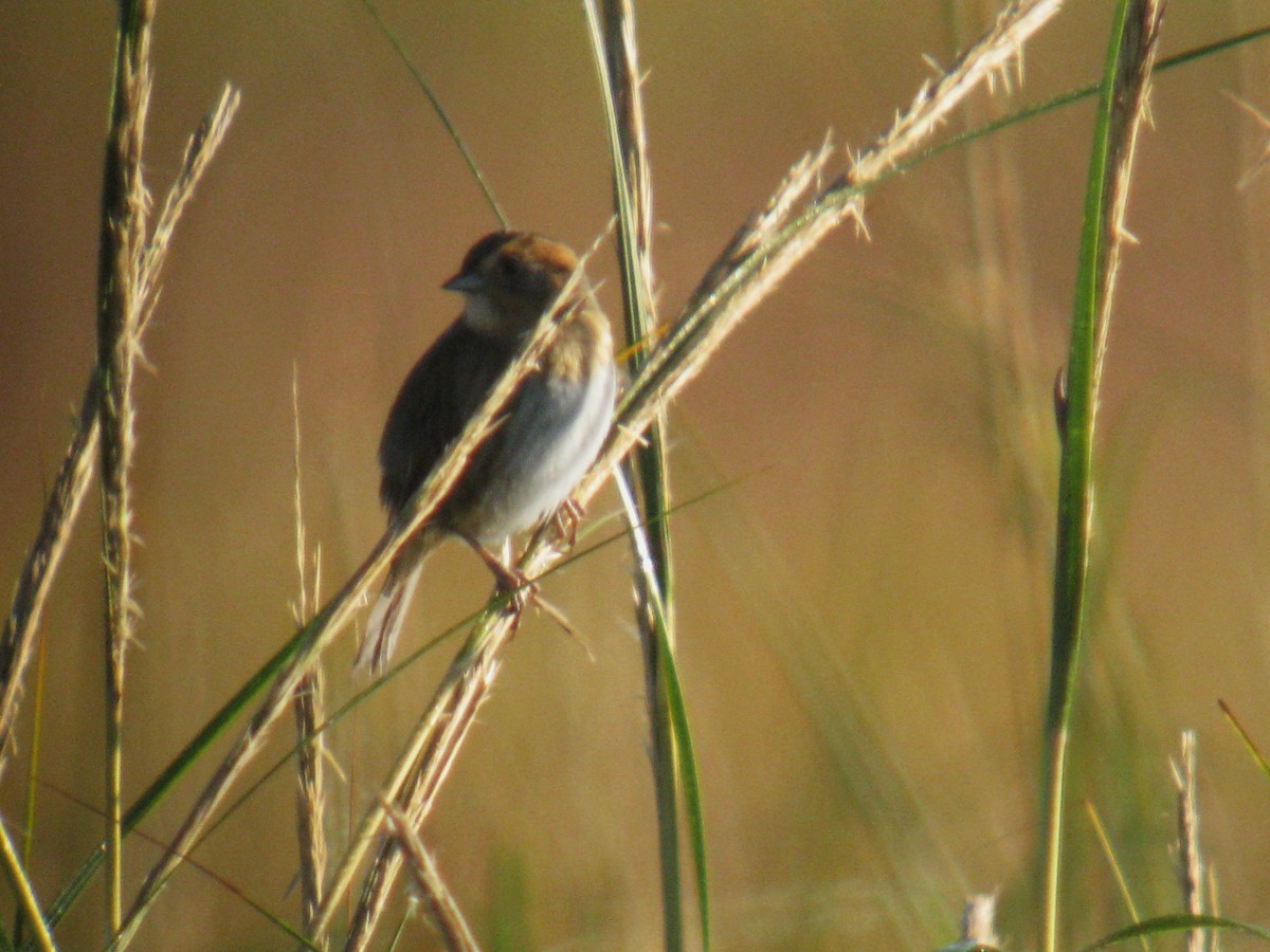 Saltmarsh Sparrow - A. Laquidara