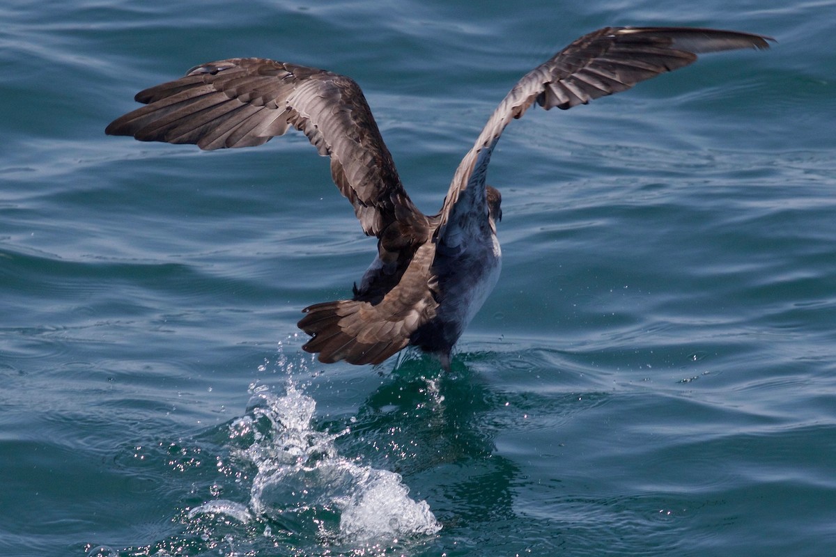 Pink-footed Shearwater - ML138060311
