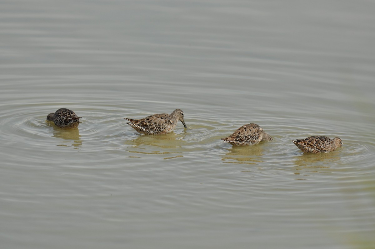 Long-billed Dowitcher - ML138061291