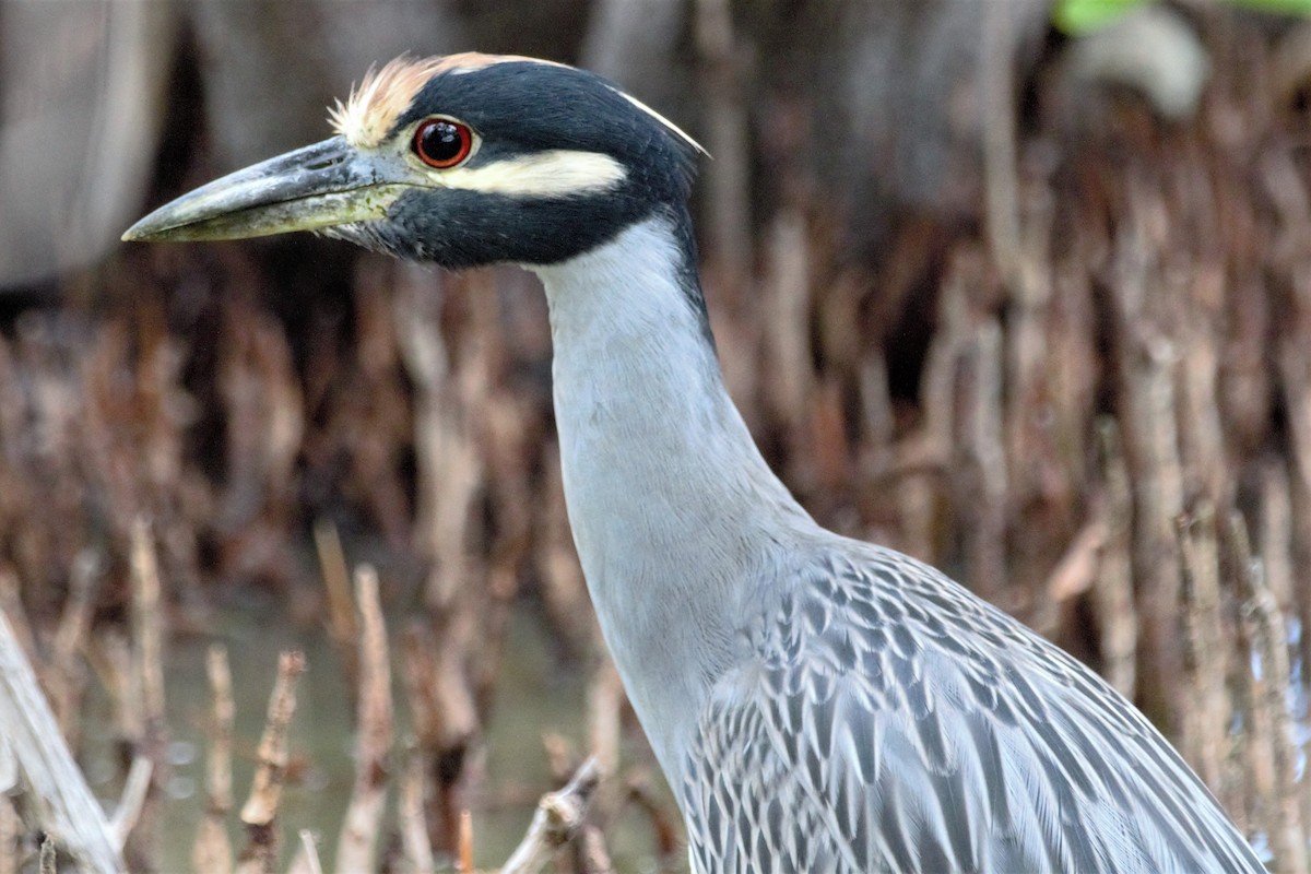 Yellow-crowned Night Heron - Johanne Marcotte