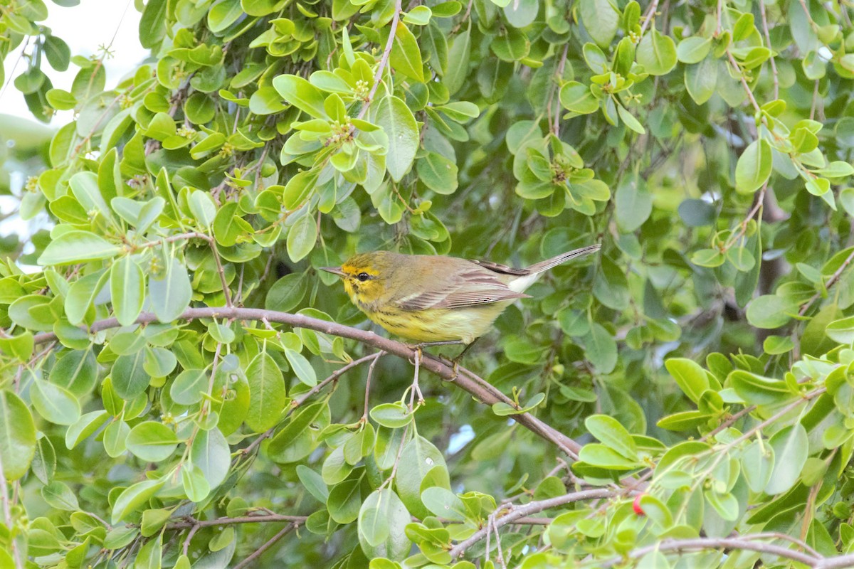Cape May Warbler - ML138069091