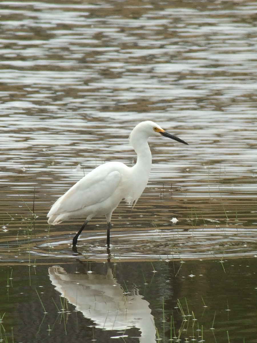 Snowy Egret - Shep Thorp