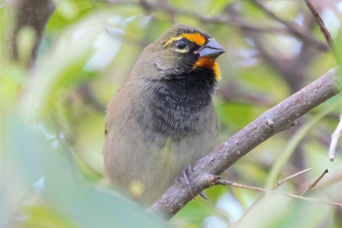 Yellow-faced Grassquit - Johanne Marcotte