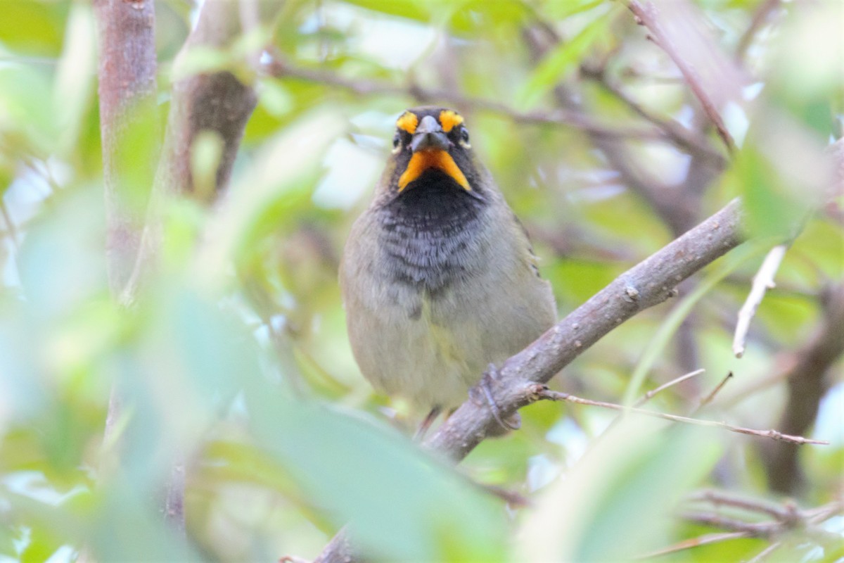 Yellow-faced Grassquit - Johanne Marcotte