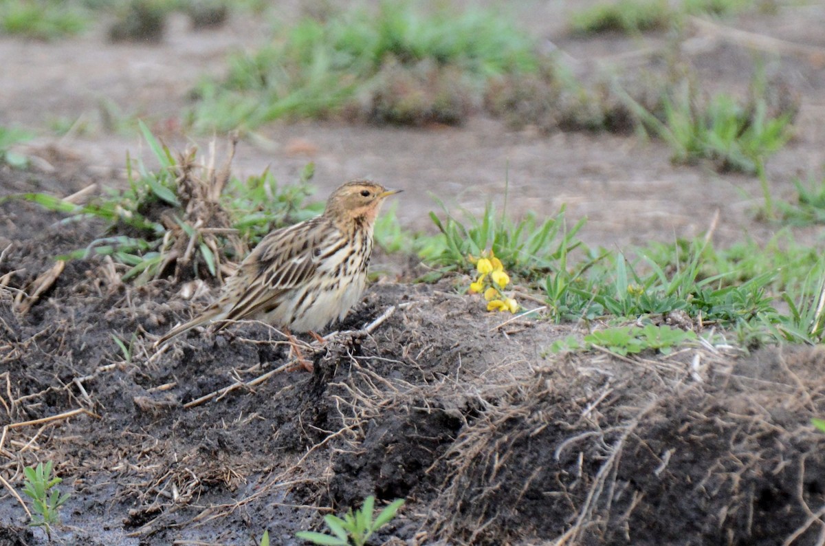Red-throated Pipit - ML138076251