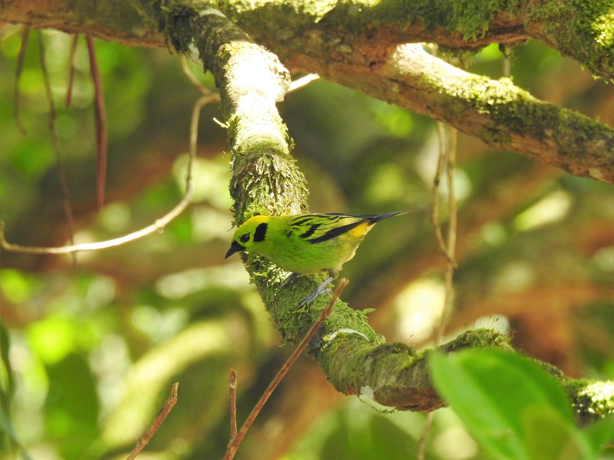 Emerald Tanager - ML138076381