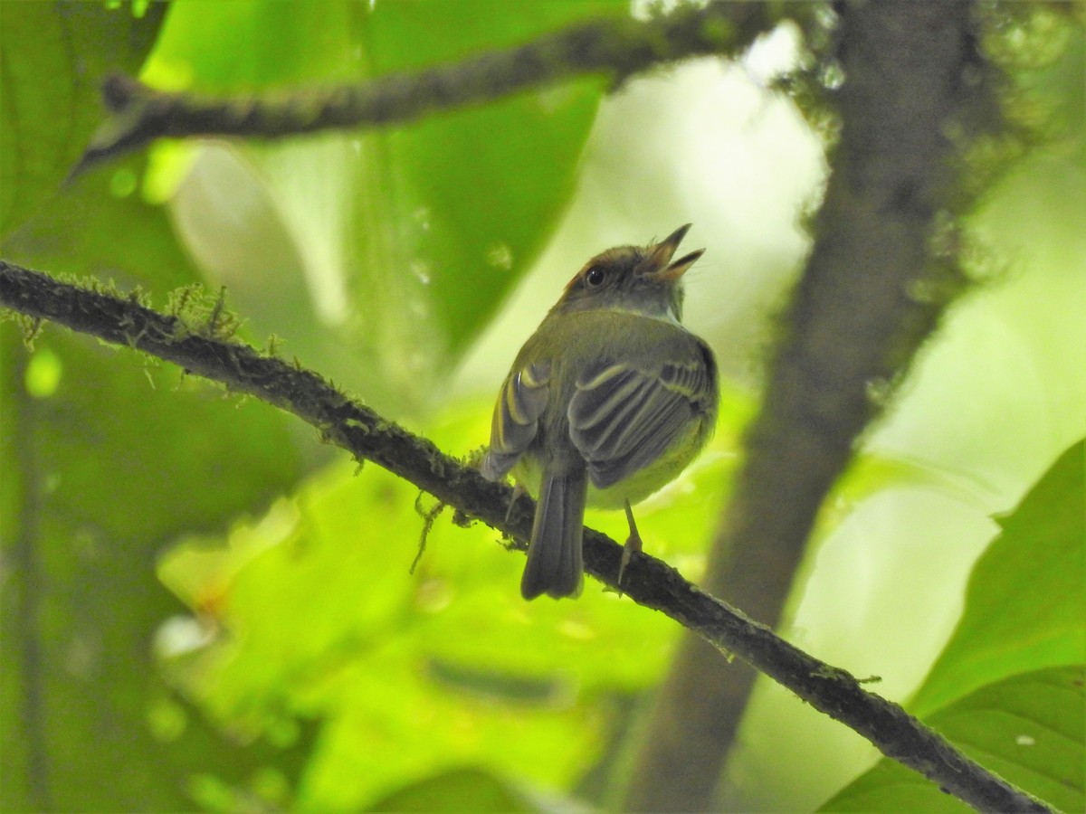 Scale-crested Pygmy-Tyrant - ML138077141