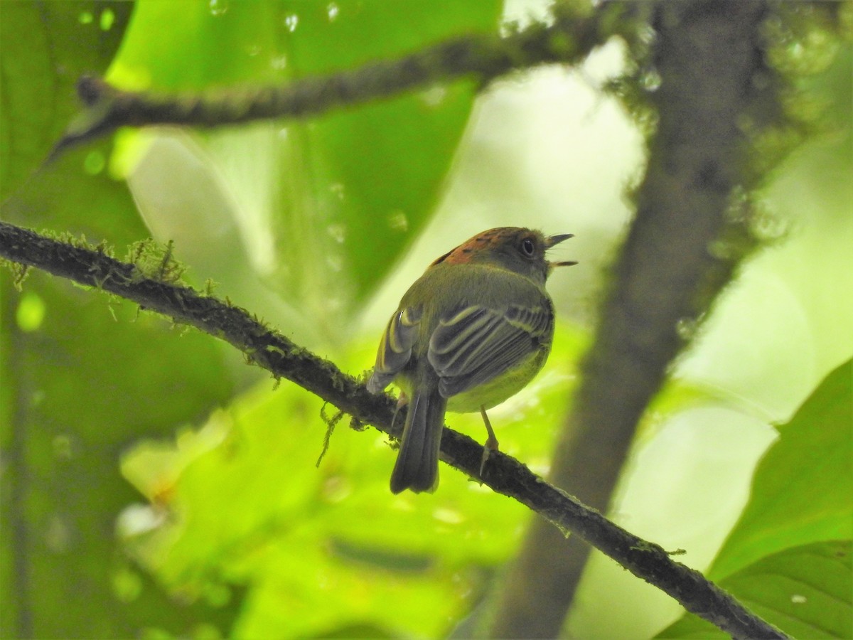 Scale-crested Pygmy-Tyrant - ML138077161