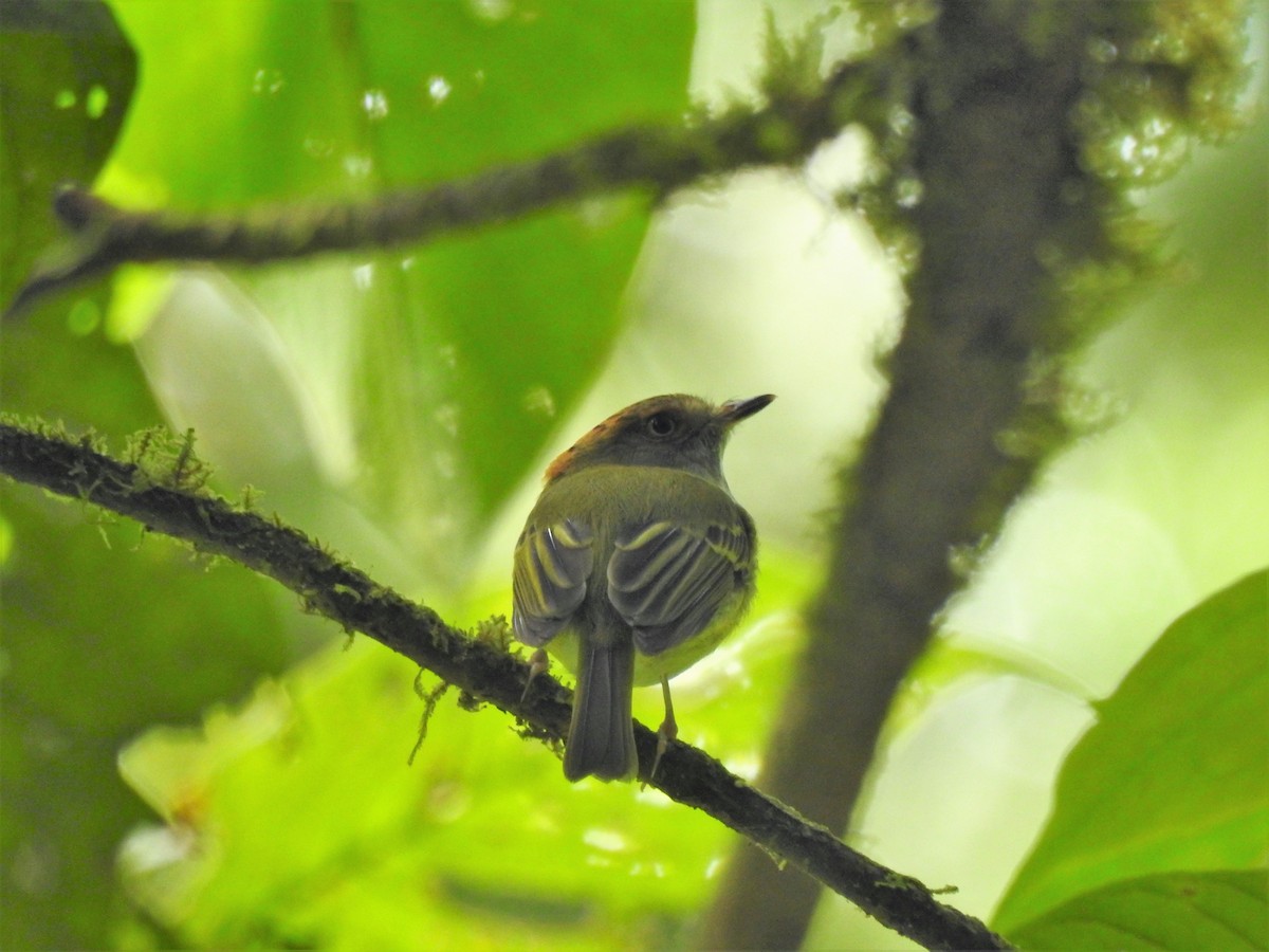 Scale-crested Pygmy-Tyrant - ML138077171