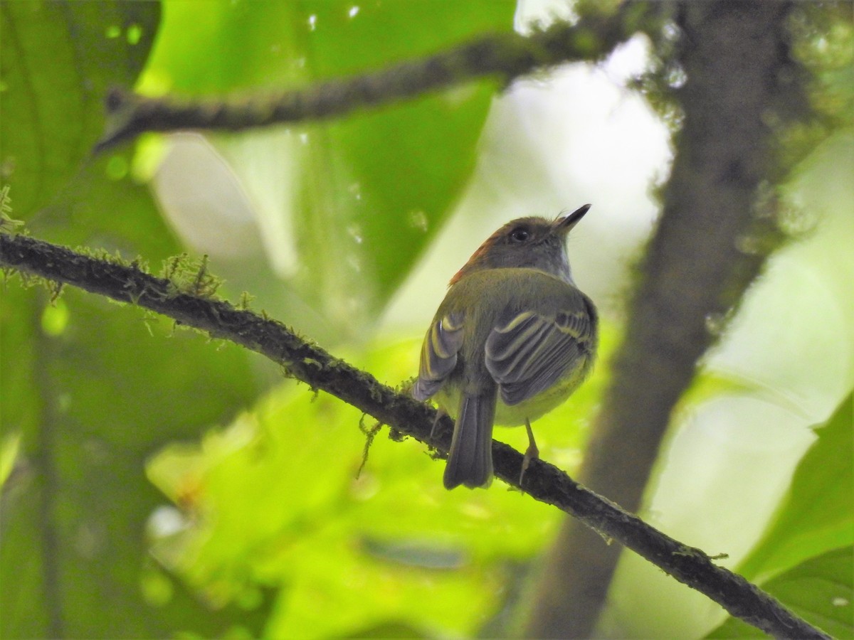 Scale-crested Pygmy-Tyrant - ML138077181