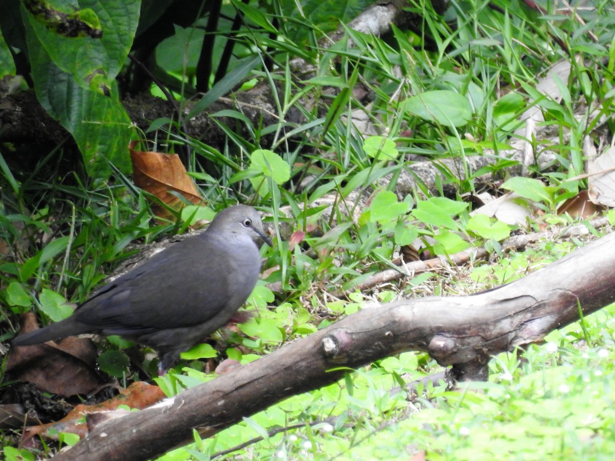 Gray-chested Dove - ML138077631