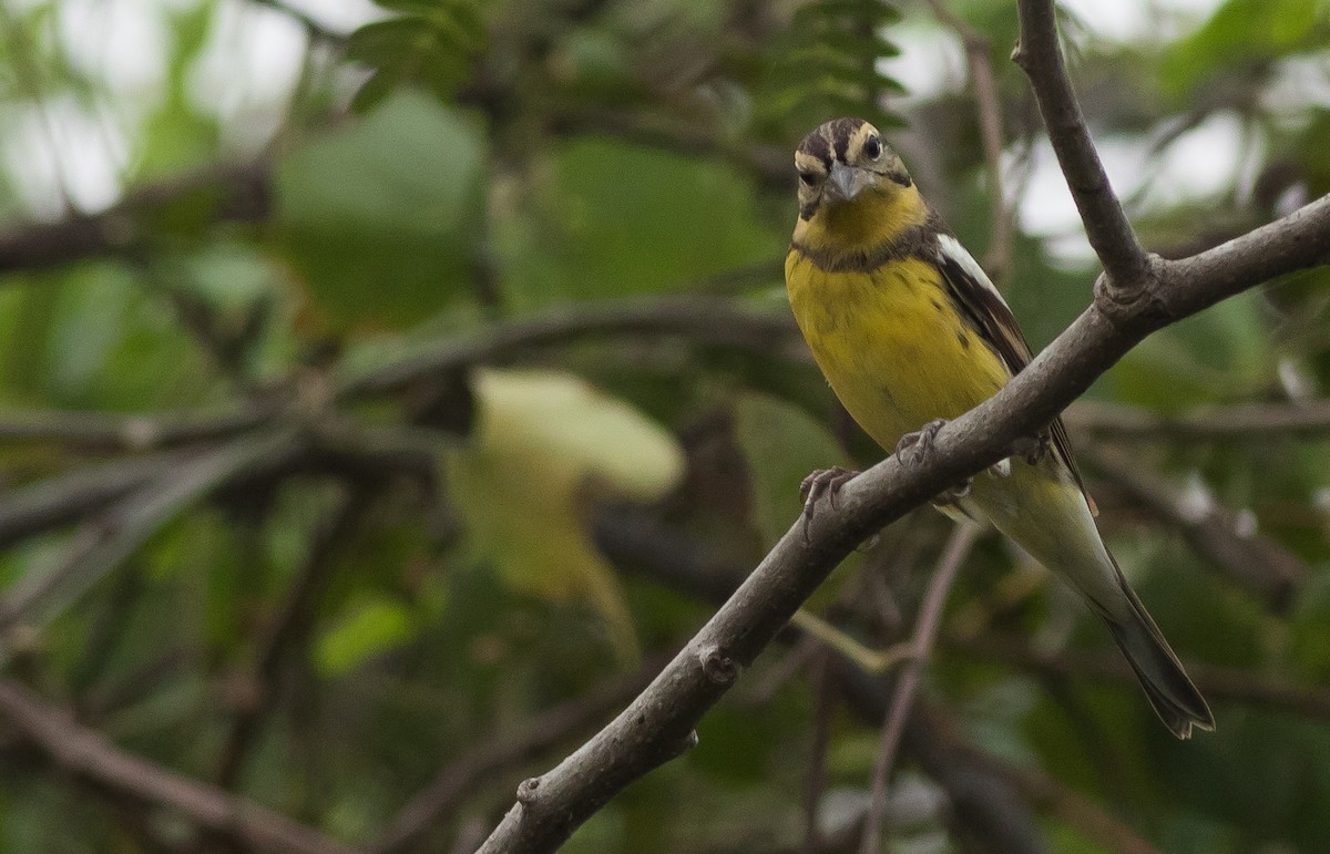 Yellow-breasted Bunting - ML138078781