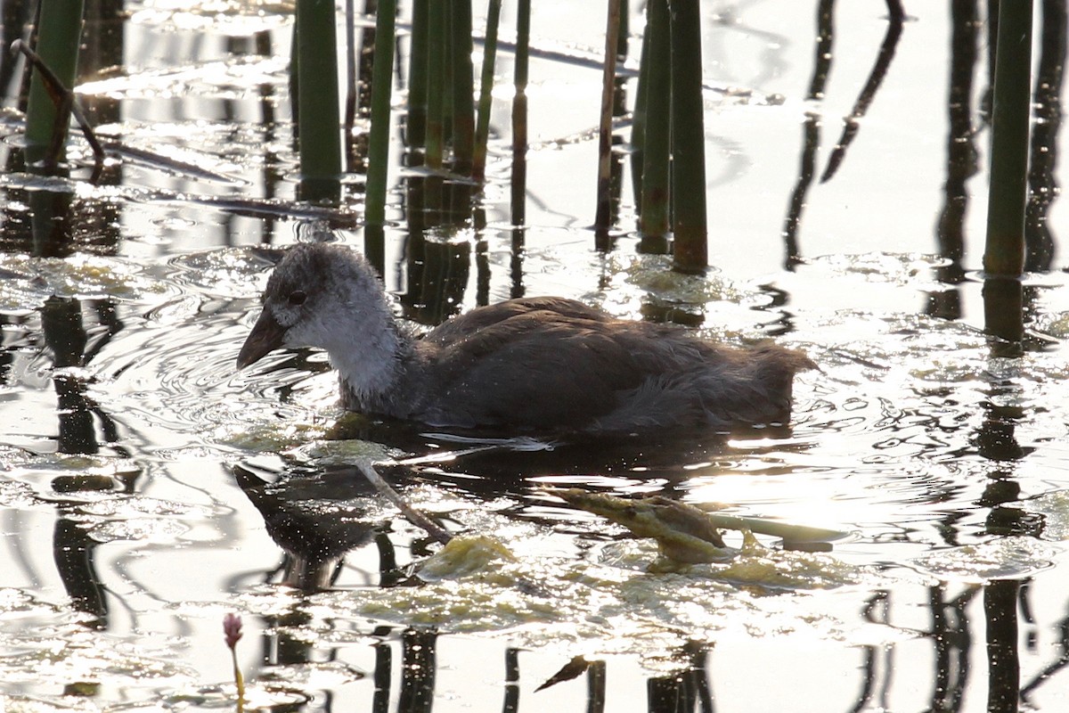 American Coot (Red-shielded) - ML138079551
