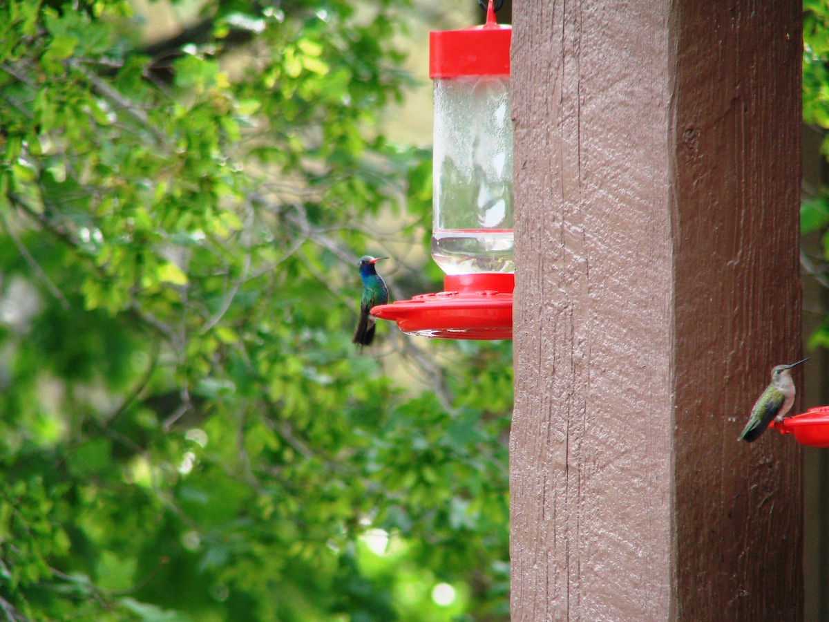 Broad-billed Hummingbird - Dan Sherick