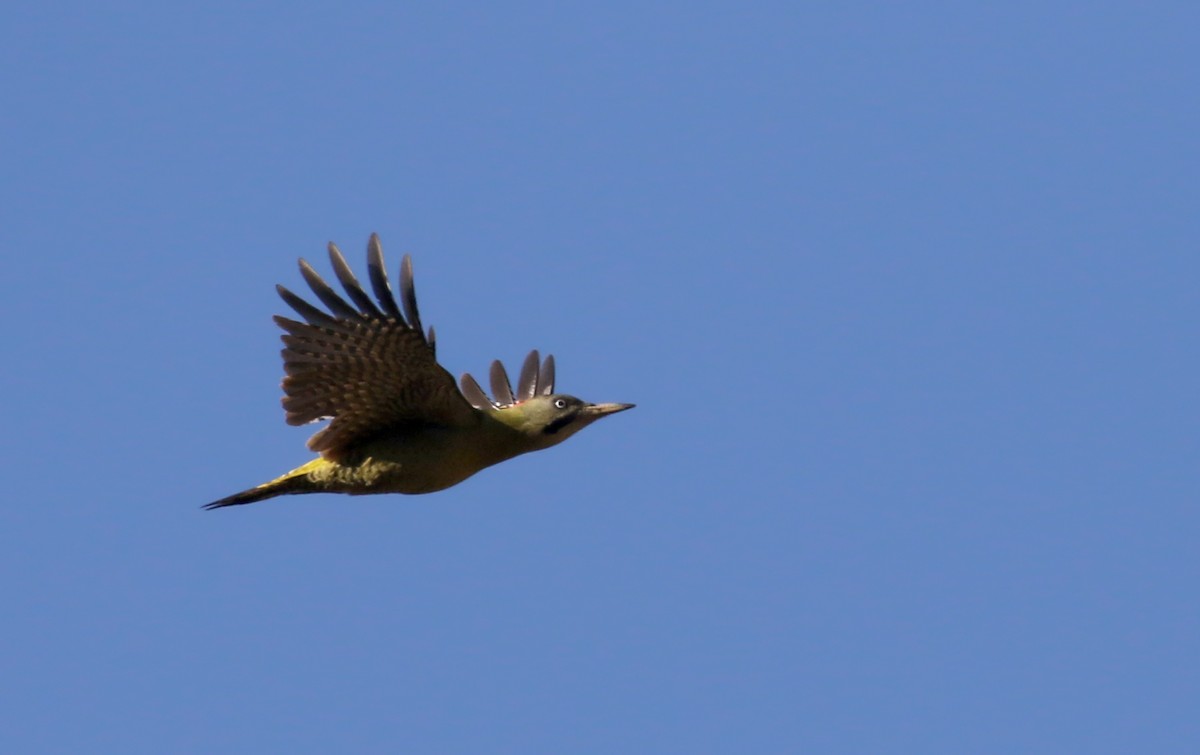 Levaillant's Woodpecker - ML138080381