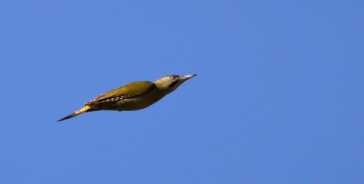 Levaillant's Woodpecker - Jay McGowan