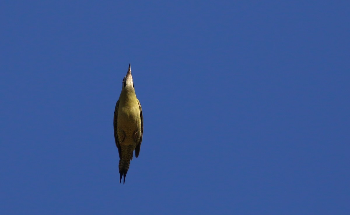 Levaillant's Woodpecker - ML138081011