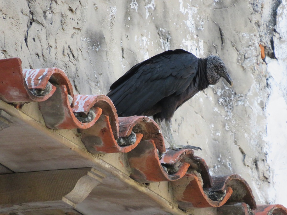 Black Vulture - Pauline Catling