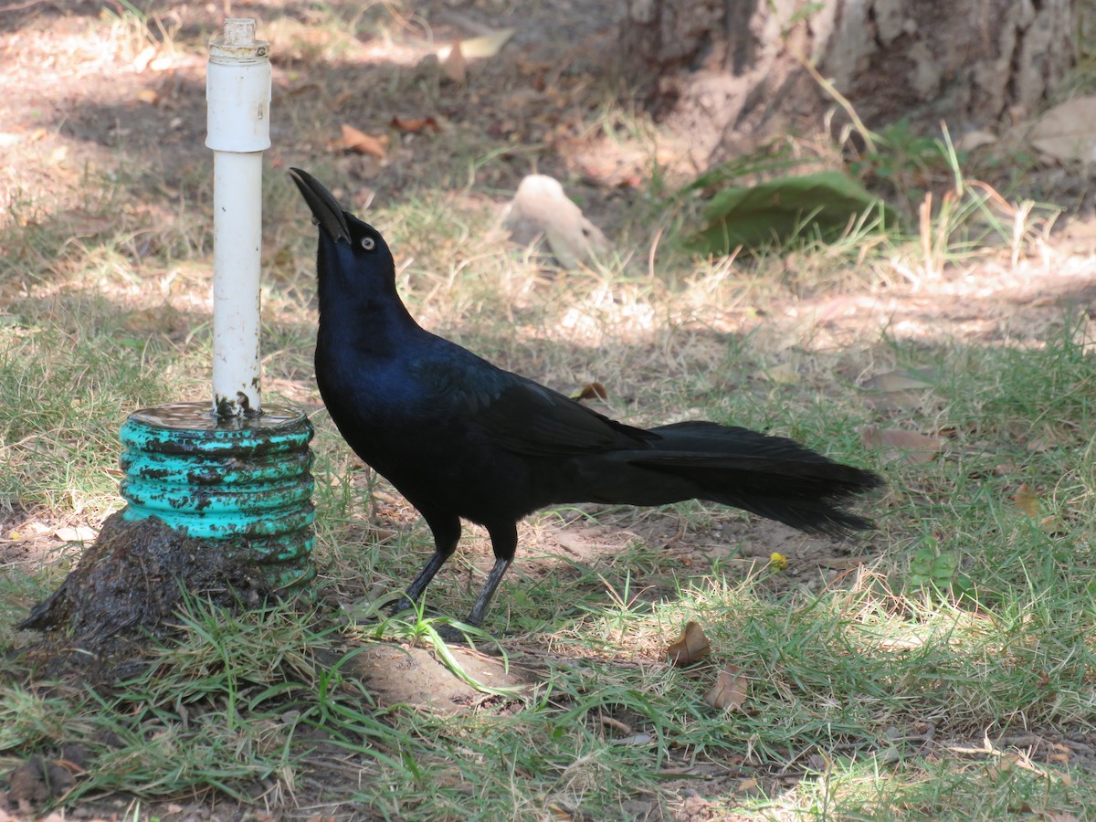 Great-tailed Grackle - ML138082171