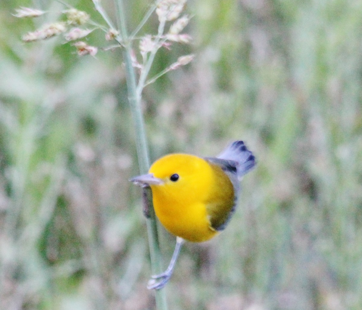 Prothonotary Warbler - Brian Nicholas