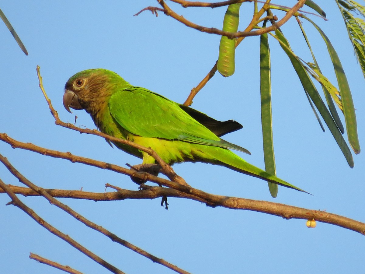Brown-throated Parakeet - ML138083161