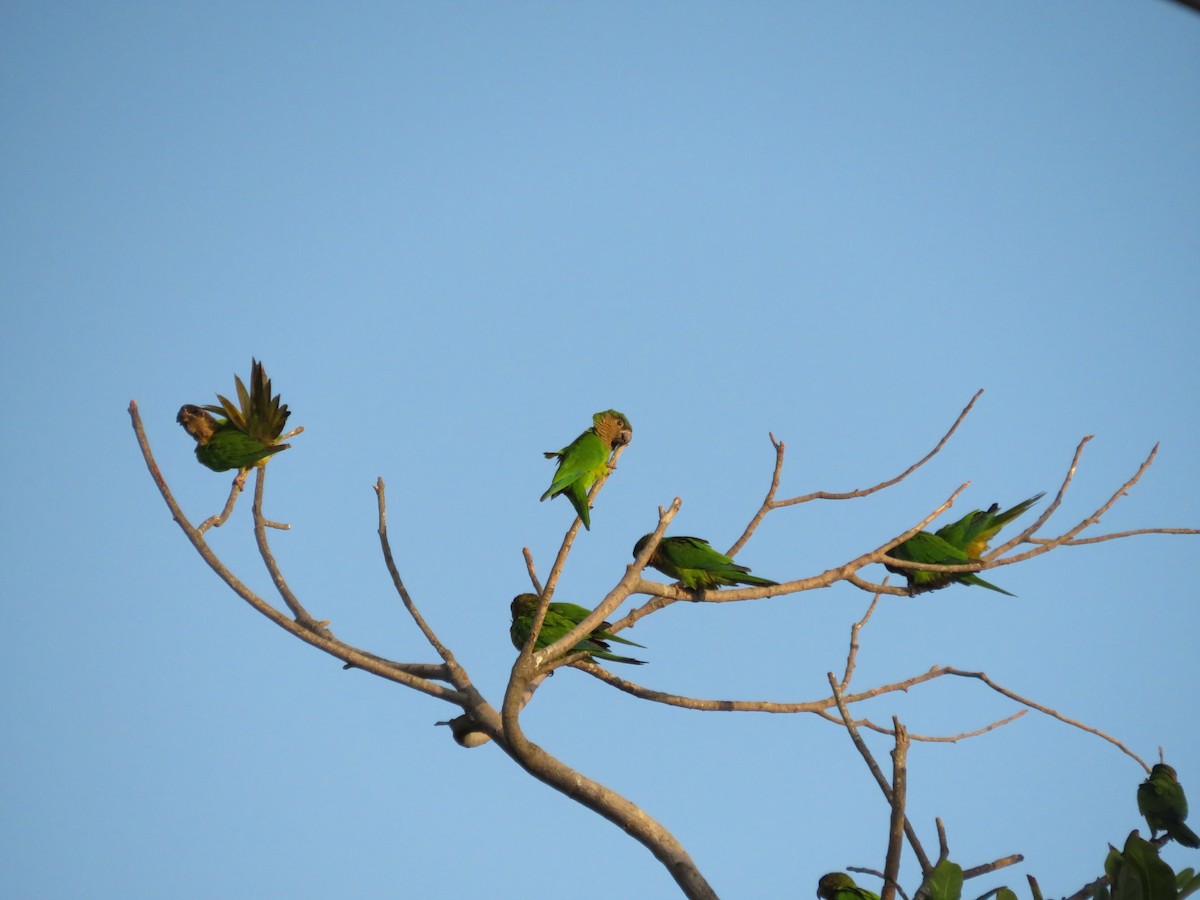 Brown-throated Parakeet - ML138083221
