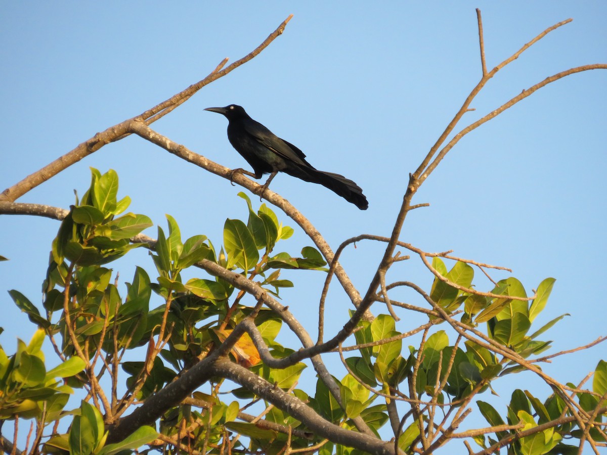 Great-tailed Grackle - ML138083411